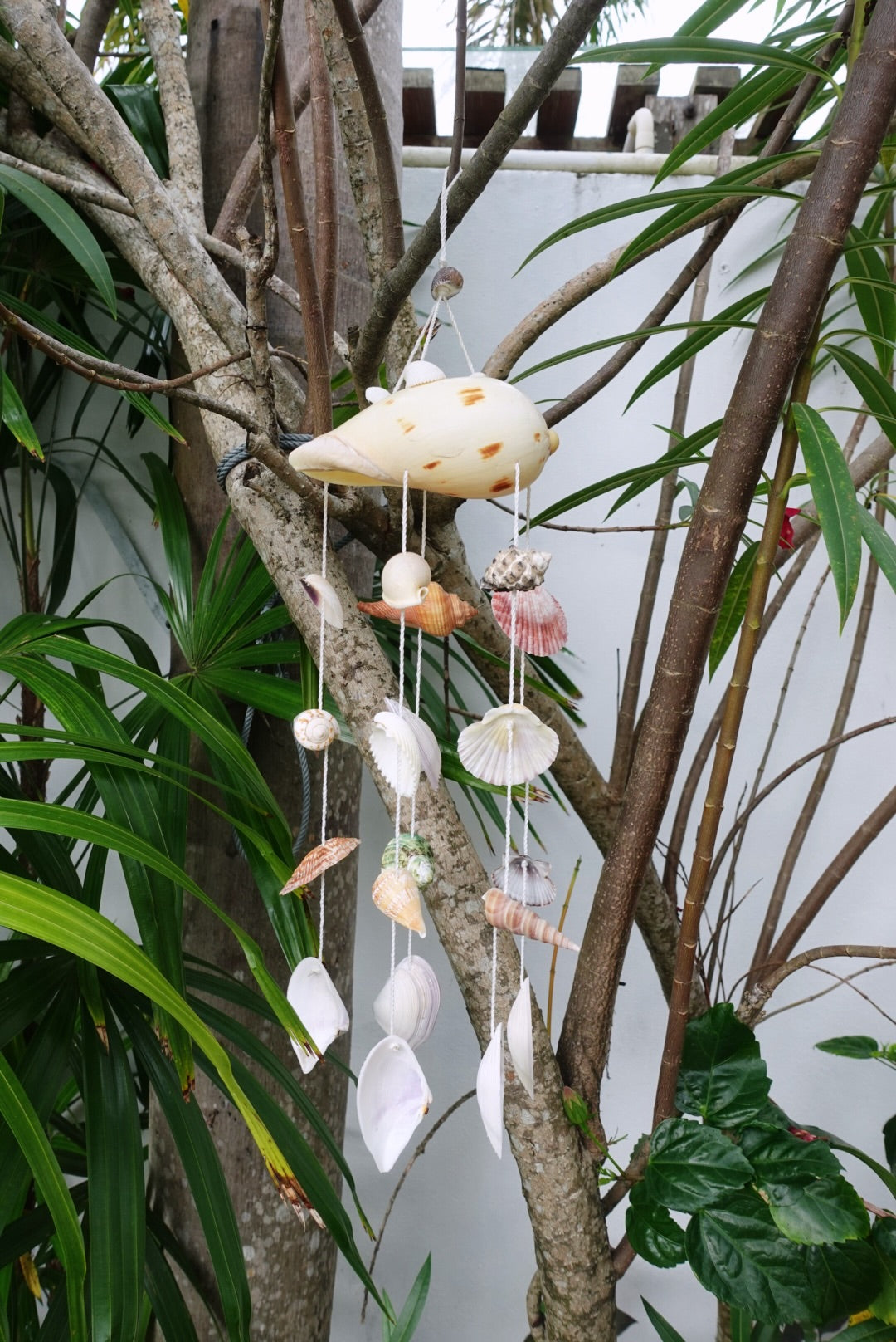 Shell wind chime - From Thailand